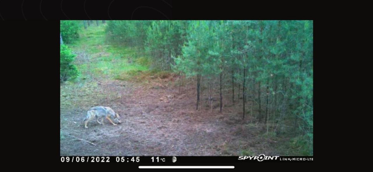 Jagd-Angler-Suite-04-Im-Wald-Am-See Kyritz Ngoại thất bức ảnh